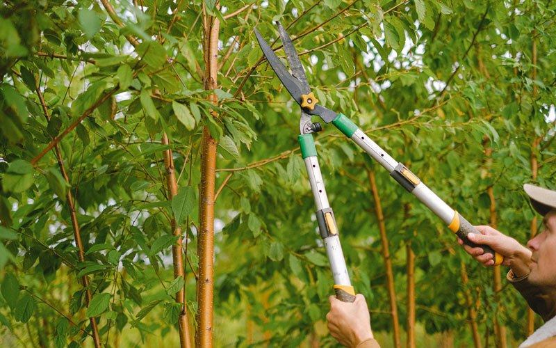 Tree trimming in Holualoa, HI