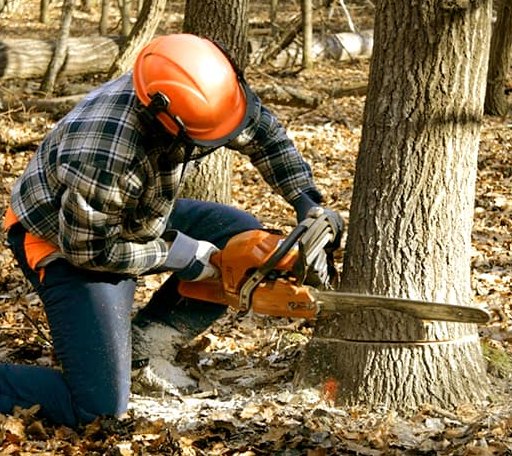 Tree Removal in Holualoa, HI